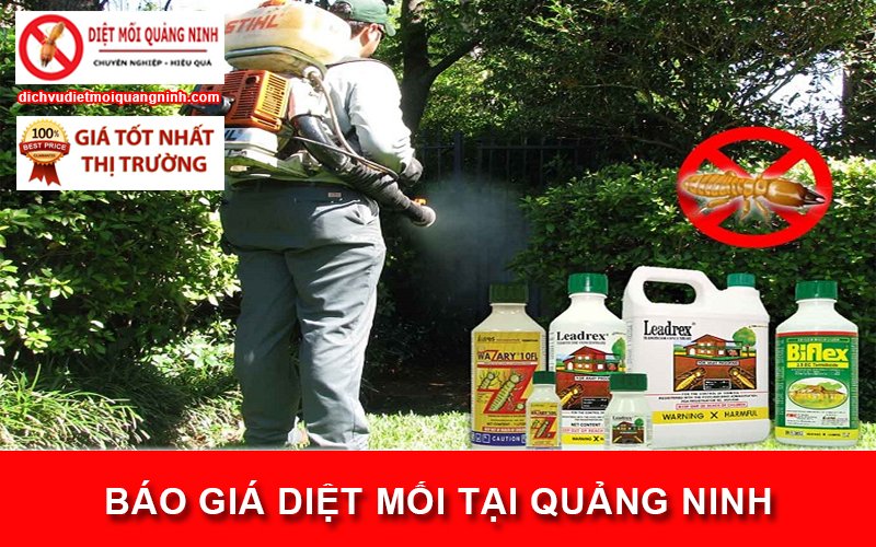 Báo giá diệt mối tại Quảng Ninh