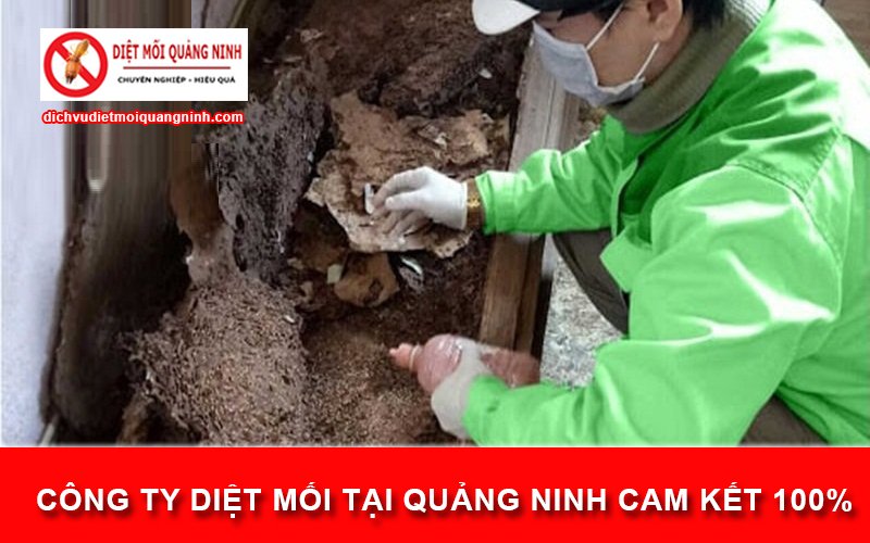 Công ty diệt mối tại Quảng Ninh