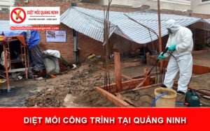 diệt mối công trình tại Quảng Ninh