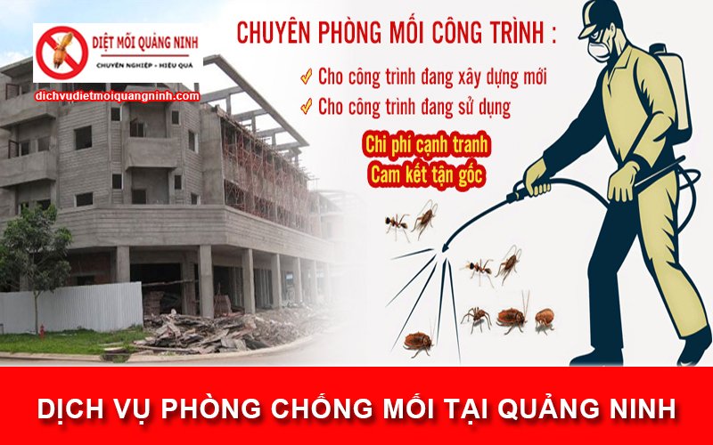 Dịch vụ phòng chống mối tại Quảng Ninh