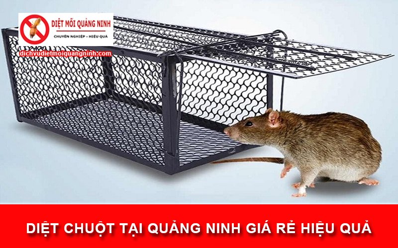 Diệt chuột tại Quảng Ninh