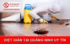 Diệt dán tại Quảng Ninh