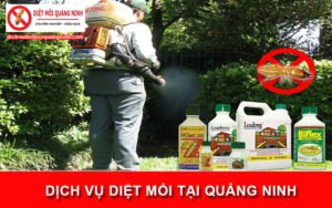 dịch vụ diệt mối tại Quảng Ninh