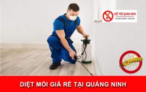 diệt mối giá rẻ tại Quảng Ninh