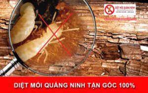 Diệt mối Quảng Ninh