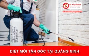 Diệt mối tận gốc tại Quảng Ninh