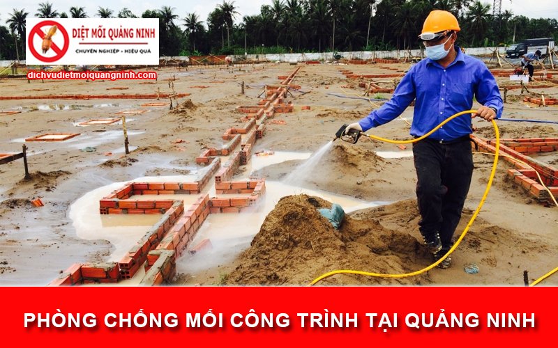 Phòng chống mối công trình tại Quảng Ninh