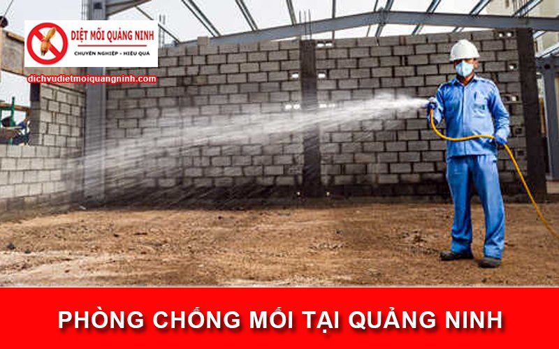 Phòng chống mối tại Quảng Ninh