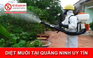 Diệt muỗi tại Quảng Ninh