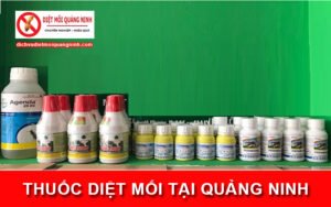 thuốc diệt mối tại Quảng Ninh