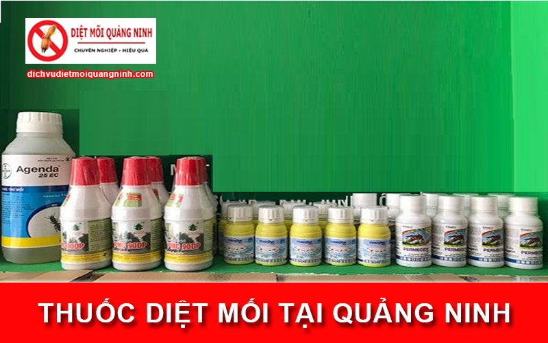 thuốc diệt mối tại Quảng Ninh