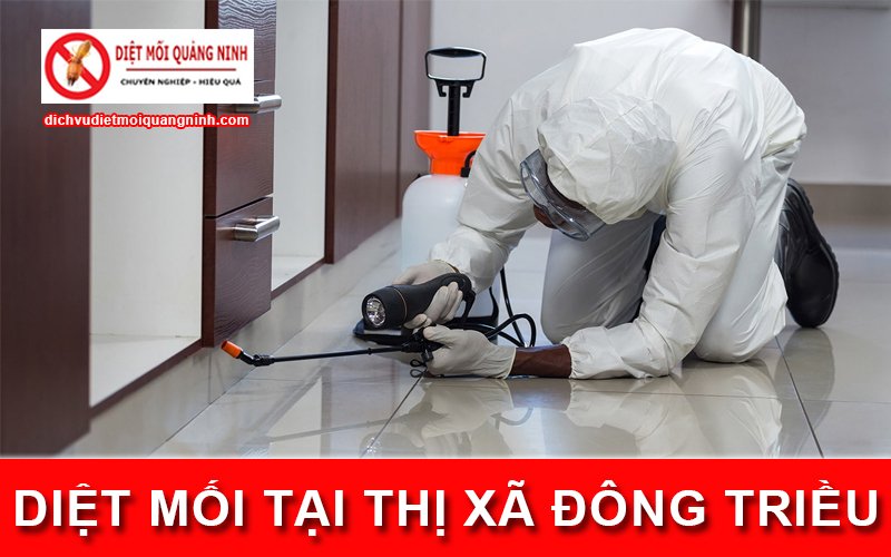 Diệt mối tại ​Thị xã Đông Triều