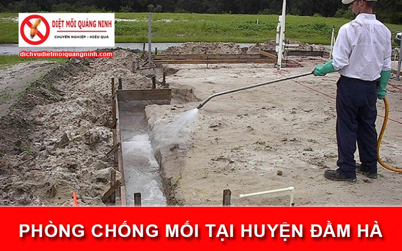 Phòng chống mối tại ​Huyện Đầm Hà